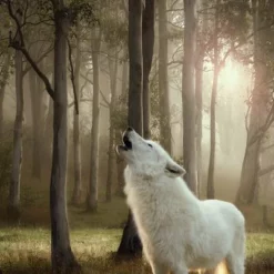 Voordeelpakket: Wolf Of Wilderness Adult 24 X 800 G 33 Voordeelpakket: Wolf Of Wilderness Adult 24 X 800 G -Exporteren Bitiba winkel 2 wow wet 1000x1000 2