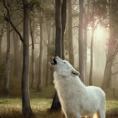 Voordeelpakket: Wolf Of Wilderness Adult 24 X 800 G 18 Voordeelpakket: Wolf Of Wilderness Adult 24 X 800 G - Afbeelding 16