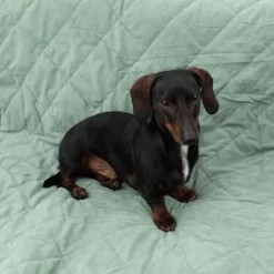 Modern Living Hondendeken Victoria -Exporteren Bitiba winkel 318002 decke victoria fg 6050 2