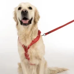 TIAKI Tuig Neopreen, Rood -Exporteren Bitiba winkel 323005 neoprene geschirr l fg 1669 5