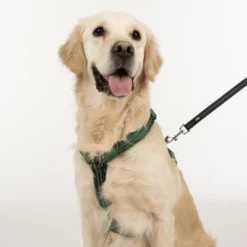 TIAKI Tuig Neopreen, Groen -Exporteren Bitiba winkel 323025 neoprene geschirr l fg 1696 3