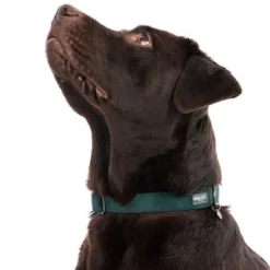 Halsband Nomad Tales Blush Emerald - Groen -Exporteren Bitiba winkel 324698 blush l fg 7159 0