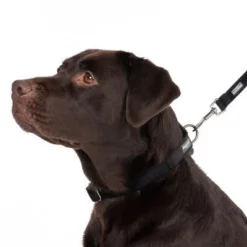 Halsband Nomad Tales Blush, Ebony -Exporteren Bitiba winkel 324704 blush l fg 7241 2