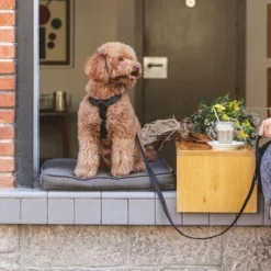 Hondentuig Nomad Tales Blush, Ebony -Exporteren Bitiba winkel 325399 nomad tales blush geschirr ebony 01 2