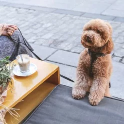 Hondentuig Nomad Tales Blush, Ebony -Exporteren Bitiba winkel 325399 nomad tales blush geschirr ebony 05 8