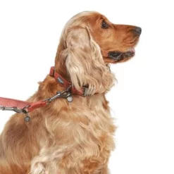 Hondenriem Nomad Tales Blush, Rosé 31 Hondenriem Nomad Tales Blush, Rosé -Exporteren Bitiba winkel 325600 325601 nomadtales blush hundeleine rose hs 03 9