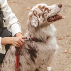 Hondenriem Nomad Tales Blush, Rosé 24 Hondenriem Nomad Tales Blush, Rosé -Exporteren Bitiba winkel 325600 325601 nomadtales blush hundeleine rose hs 05 0