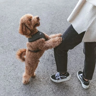 Nomad Tales Calma Tuig, Ebony 6 Nomad Tales Calma Tuig, Ebony - Afbeelding 4