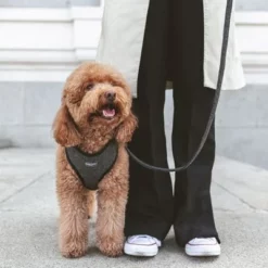 Nomad Tales Calma Hondenriem, Ebony -Exporteren Bitiba winkel 325901 nomad tales calma hundeleine ebony 120cm 01 7