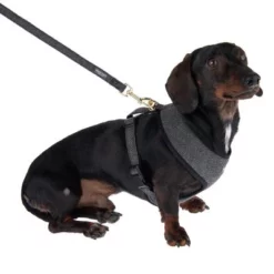 Nomad Tales Calma Hondenriem, Ebony -Exporteren Bitiba winkel 325996 325901 calma m fg 7270 7