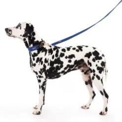 Nomad Tales Bloom Halsband, Sapphire 26 Nomad Tales Bloom Halsband, Sapphire -Exporteren Bitiba winkel 326810 328197 bloom l fg 7599 7 1