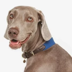 Nomad Tales Bloom Halsband, Sapphire 22 Nomad Tales Bloom Halsband, Sapphire -Exporteren Bitiba winkel 327096 nomad tales bloom halsband sapphire 02 2