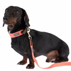 Nomad Tales Bloom Leine, Coral 20 Nomad Tales Bloom Leine, Coral -Exporteren Bitiba winkel 328496 328200 bloom xs fg 7421 3