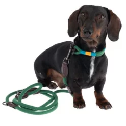 Nomad Tales Spirit Halsband, Pine 33 Nomad Tales Spirit Halsband, Pine -Exporteren Bitiba winkel 328999 329007 spirit xs fg 7757 1