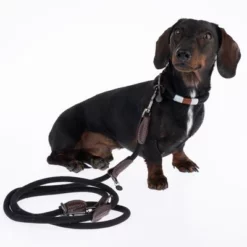 Hondenriem Van Nomad Tales Spirit Ebony 18 Hondenriem Van Nomad Tales Spirit Ebony -Exporteren Bitiba winkel 329001 329396 spirit xs fg 7727 4