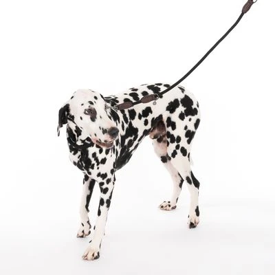 Hondenriem Van Nomad Tales Spirit Ebony 4 Hondenriem Van Nomad Tales Spirit Ebony - Afbeelding 2