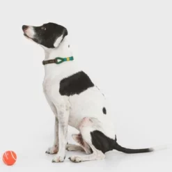 Nomad Tales Spirit Halsband, Pine 21 Nomad Tales Spirit Halsband, Pine -Exporteren Bitiba winkel 329007 nomad tales spirit leinen halsbaender 02 9