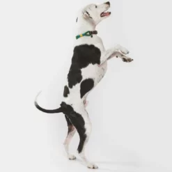 Nomad Tales Spirit Halsband, Pine 29 Nomad Tales Spirit Halsband, Pine -Exporteren Bitiba winkel 329007 nomad tales spirit leinen halsbaender 04 8