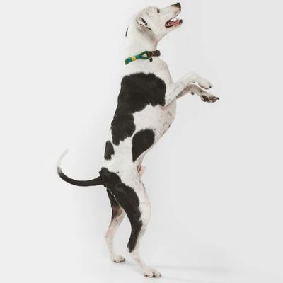 Nomad Tales Spirit Halsband, Pine 14 Nomad Tales Spirit Halsband, Pine - Afbeelding 12