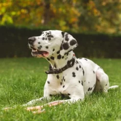 Nomad Tales Spirit Halsband, Ebony 19 Nomad Tales Spirit Halsband, Ebony -Exporteren Bitiba winkel 329196 nomad tales halsband leine ebony 02 7