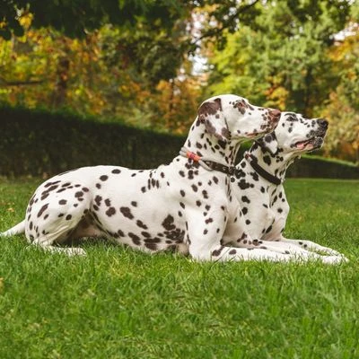 Nomad Tales Spirit Halsband, Stone 5 Nomad Tales Spirit Halsband, Stone - Afbeelding 3