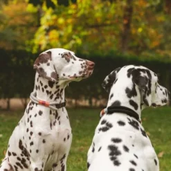 Nomad Tales Spirit Halsband, Stone 26 Nomad Tales Spirit Halsband, Stone -Exporteren Bitiba winkel 329197 nomad tales spirit halsband stone 02 7 1