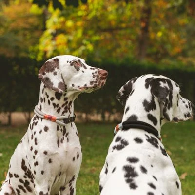 Nomad Tales Spirit Halsband, Ebony 9 Nomad Tales Spirit Halsband, Ebony - Afbeelding 7