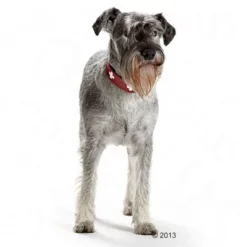 Hunter Halsband Swiss -Exporteren Bitiba winkel 36707 hunter halsband swiss hund 05 2013 4