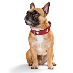 Hunter Set: Halsband Swiss + Hondenriem Swiss -Exporteren Bitiba winkel 36707 hunter swiss3 3