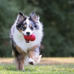 KONG Classic Rood -Exporteren Bitiba winkel 46452 kong classic hs 05 3