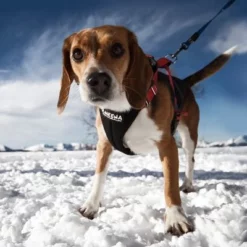 NEEWA Running Harness 11 NEEWA Running Harness -Exporteren Bitiba winkel 505648 hs neewa running harness rot hund 4