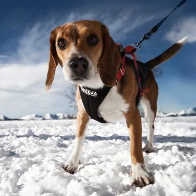 NEEWA Running Harness 7 NEEWA Running Harness - Afbeelding 5