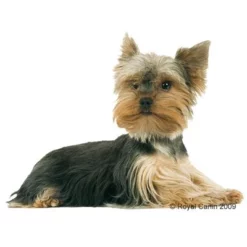 Royal Canin Yorkshire Terriër Junior Hondenvoer -Exporteren Bitiba winkel 60132 rc yorki junior 1