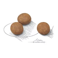 Royal Canin Maxi Puppy Hondenvoer -Exporteren Bitiba winkel 61090 rc maxi puppy kibbles 7