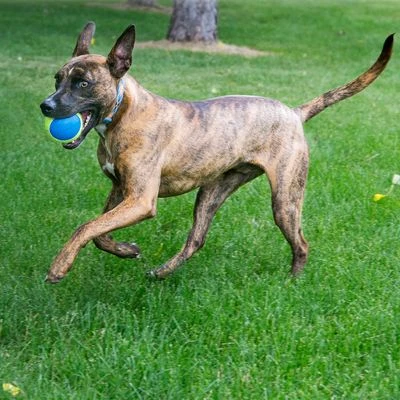 KONG Ultra SqueakAir Ball 5 KONG Ultra SqueakAir Ball - Afbeelding 3