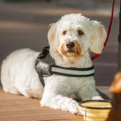 Julius K9 JULIUS-K9 IDC®-Powertuigje - Zwart -Exporteren Bitiba winkel 65902 julius k9 idc powergeschirr schwarz hs10 7