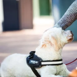 Julius K9 JULIUS-K9 IDC®-Powertuigje - Zwart -Exporteren Bitiba winkel 65902 julius k9 idc powergeschirr schwarz hs8 3