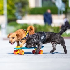 Julius K9 JULIUS-K9 IDC®-Powertuigje - Zwart -Exporteren Bitiba winkel 65902 julius k9 idc powergeschirr schwarz hs9 9