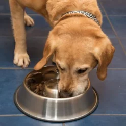 Antischrok Voerbak Uit RVS -Exporteren Bitiba winkel 66349 antischlingnapf fg 1008 7