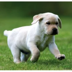 Voordeelpakket Rocco Junior 24 X 800 G -Exporteren Bitiba winkel 66874 rocco welpe 1