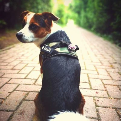 Julius K9 JULIUS-K9 IDC®-Powertuigje - Camouflage 4 Julius K9 JULIUS-K9 IDC®-Powertuigje - Camouflage - Afbeelding 2