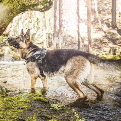 Julius K9 JULIUS-K9 IDC®-Powertuigje - Camouflage 11 Julius K9 JULIUS-K9 IDC®-Powertuigje - Camouflage - Afbeelding 9