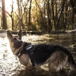 Julius K9 JULIUS-K9 IDC®-Powertuigje - Camouflage 22 Julius K9 JULIUS-K9 IDC®-Powertuigje - Camouflage -Exporteren Bitiba winkel 74075 julius k9 idc powergeschirr camouflage 3 2