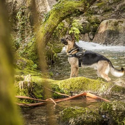 Julius K9 JULIUS-K9 IDC®-Powertuigje - Camouflage 7 Julius K9 JULIUS-K9 IDC®-Powertuigje - Camouflage - Afbeelding 5