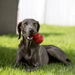 KONG Classic Rood -Exporteren Bitiba winkel 74321 kongclassic lifestyle hs 02 5