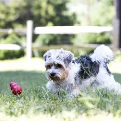 KONG Classic Rood -Exporteren Bitiba winkel 74321 kongclassic lifestyle hs 05 1