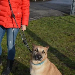 Julius K9 JULIUS-K9 IDC® Verstelbare Hondenriem -Exporteren Bitiba winkel 89698 juliusk9 idcadjustableropeleash hs 12 1