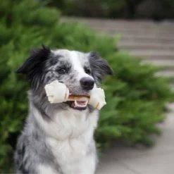 8in1 Dental Delights Kauwbot 21 8in1 Dental Delights Kauwbot -Exporteren Bitiba winkel 94686 8in1 delights kauknochen huhn moodpicture 02 3