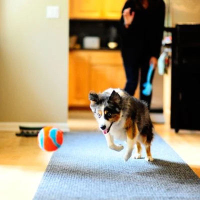 Chuckit! Indoor Ball 7 Chuckit! Indoor Ball - Afbeelding 5