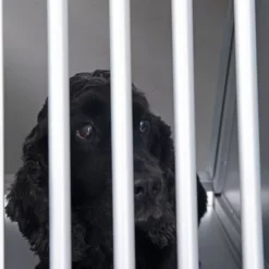 Hondenbench Auto AluRide -Exporteren Bitiba winkel alu hundeboxen 14 0